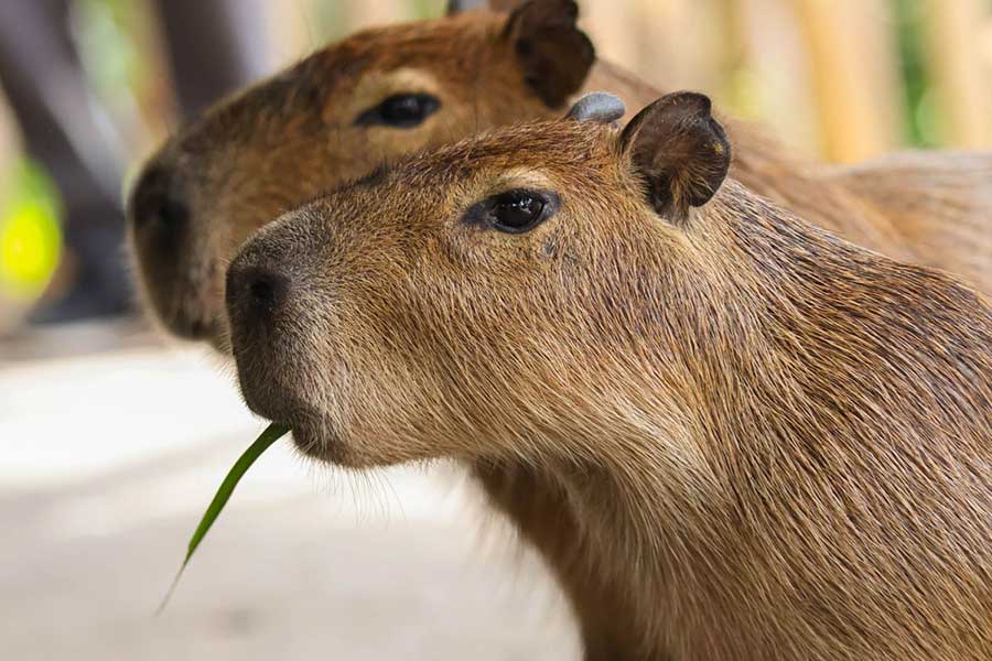 Brunch With Capybara
