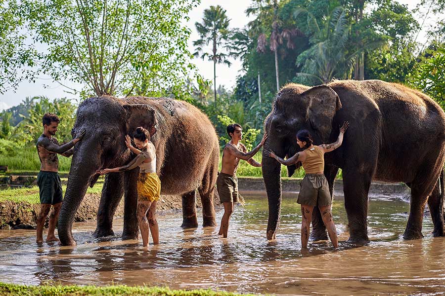 Elephant Mud Fun – Without Hotel Return Transfer