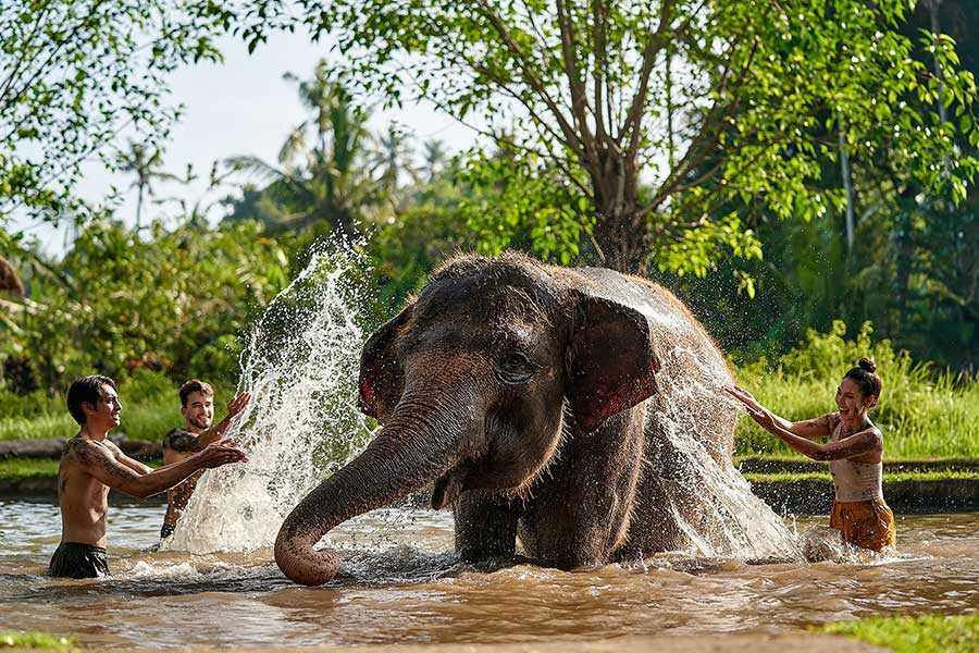 Elephant Mud Fun & Behind Closed Doors – Without Hotel Return Transfer