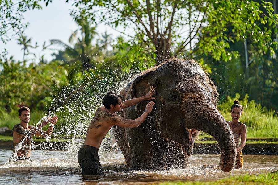 Elephant Mud Fun & Behind Closed Doors – Without Hotel Return Transfer