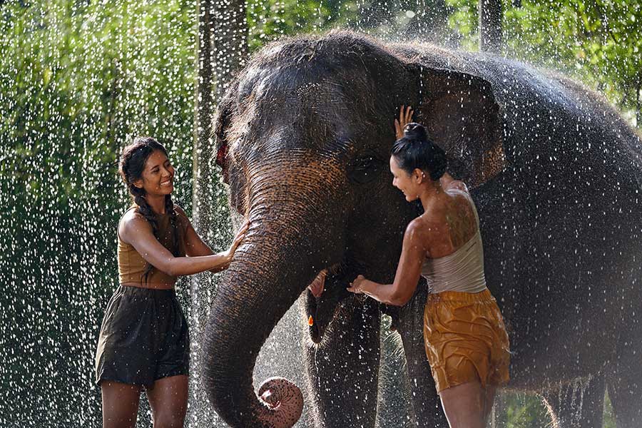 Elephant Mud Fun Bali with Hotel Transfer - Image 4